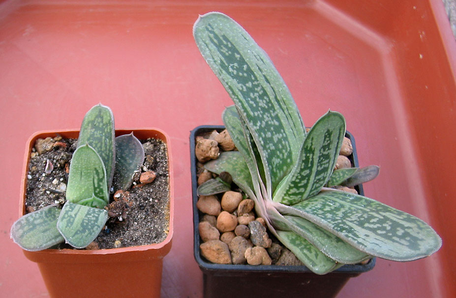 Gasteriya_Little_Warty_june_2015.jpg