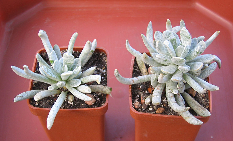 Senecio_june_2015.jpg