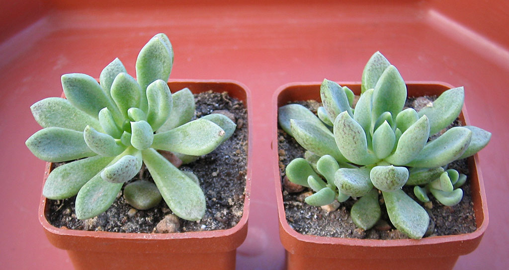Sinocrassula_densirosulata_june_2015.jpg