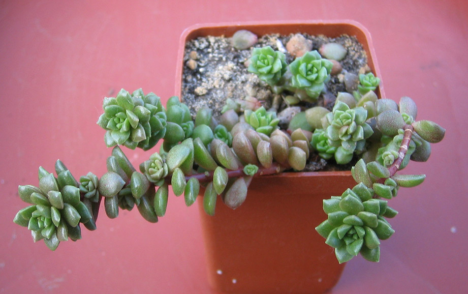 Sedum compactum_june_2015.jpg