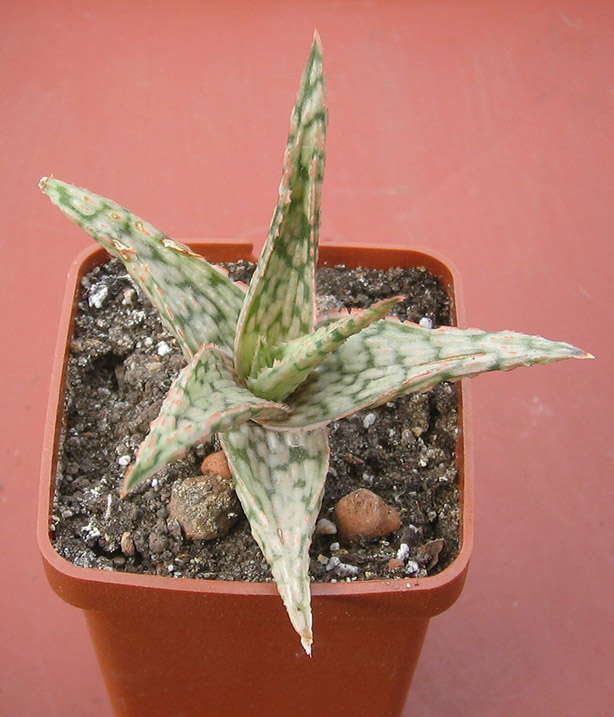 Aloe_june_2015.jpg