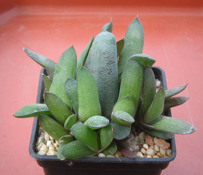 Gasteriya_glomerata_june_2015.jpg