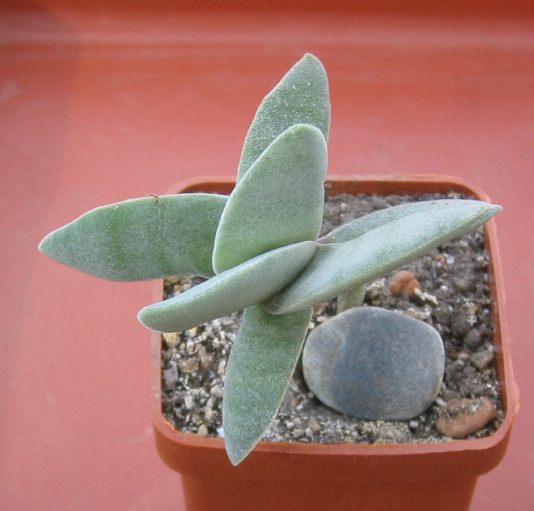 crassula_falkata_june_2015.jpg