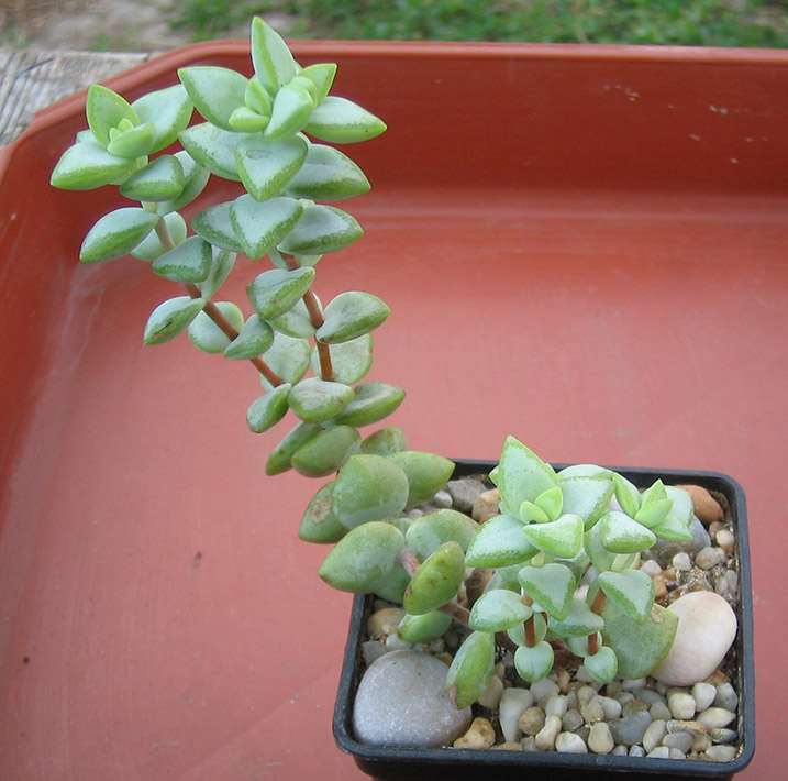 crassula_remota_june_2015.jpg