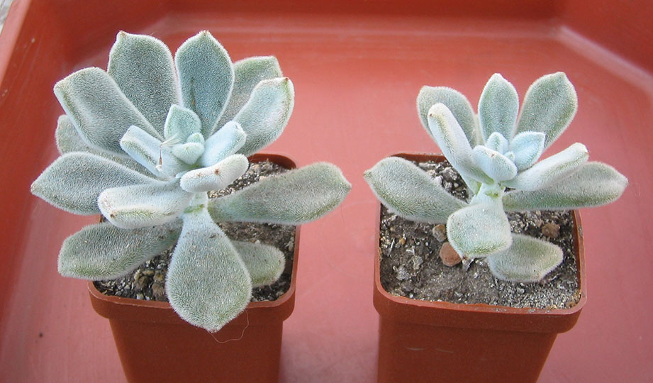 Echeveria harmsii_june_2015.jpg