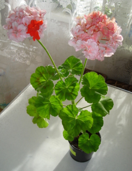 DSC00675.JPG