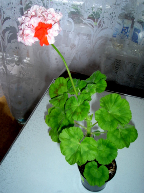 DSC00756.JPG