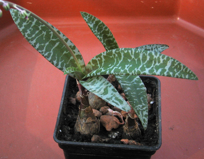 Ledebouria socialis_june_2015.jpg