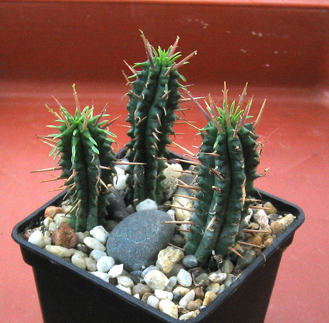 Euphorbia_junel_2015.jpg