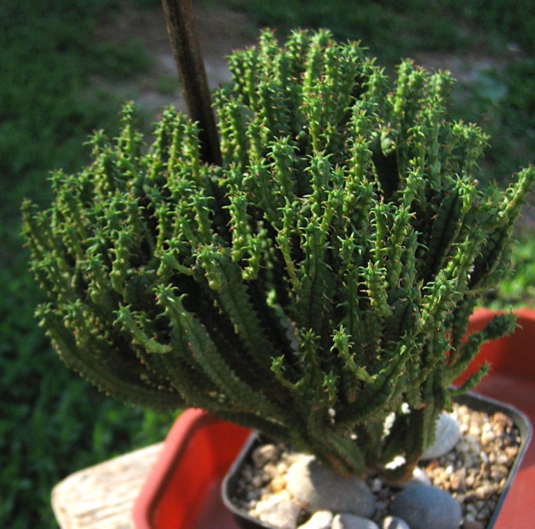 Euphorbia_mammillaris _june_2015.jpg