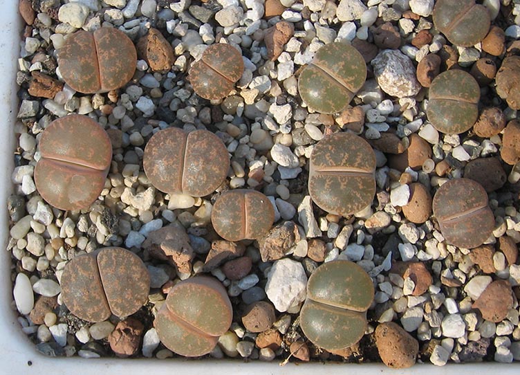 Lithops_june_2015.jpg