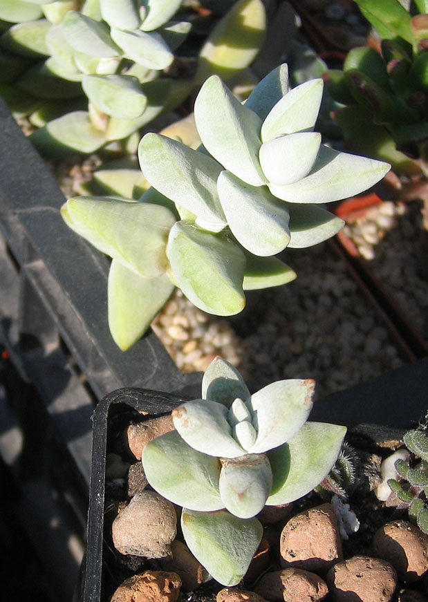 Crassula_G_Bakery_june_2015.jpg