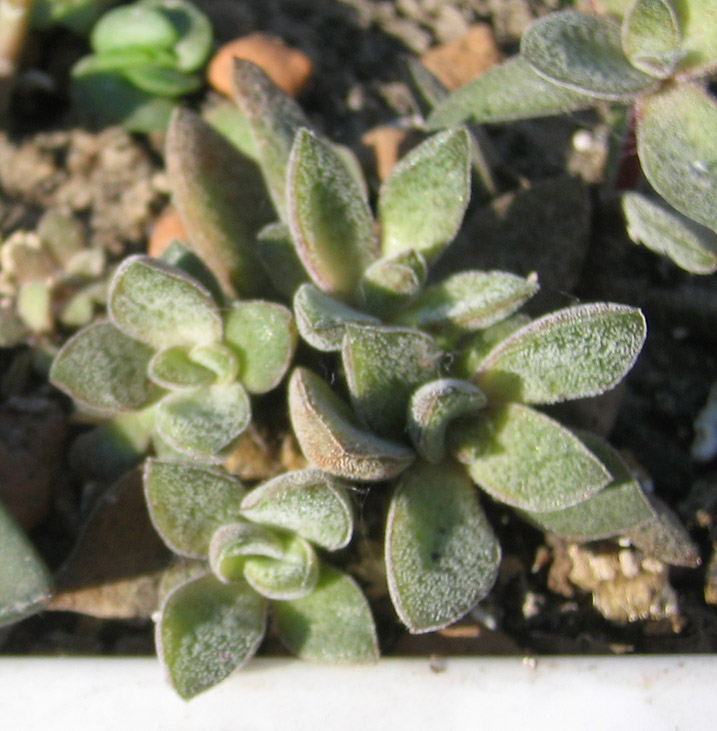 crassula_justi_corderoyi_june_2015.jpg