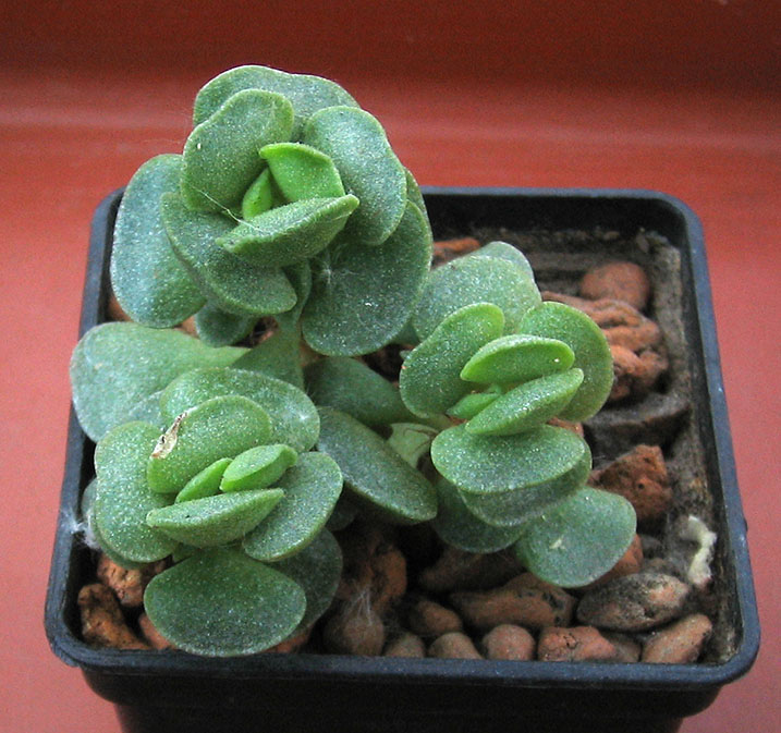 Adromischus_june_2015.jpg
