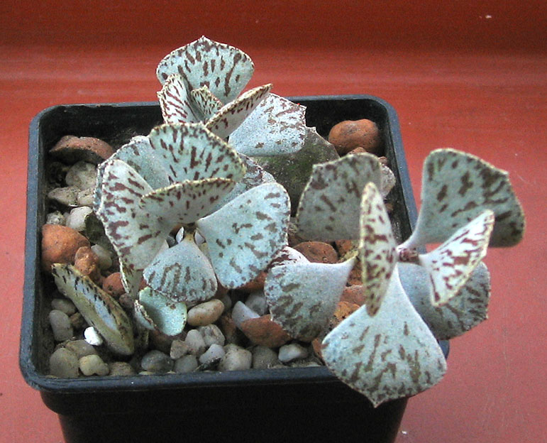 Kalanchoe_rhombopilosa _june_2015.jpg