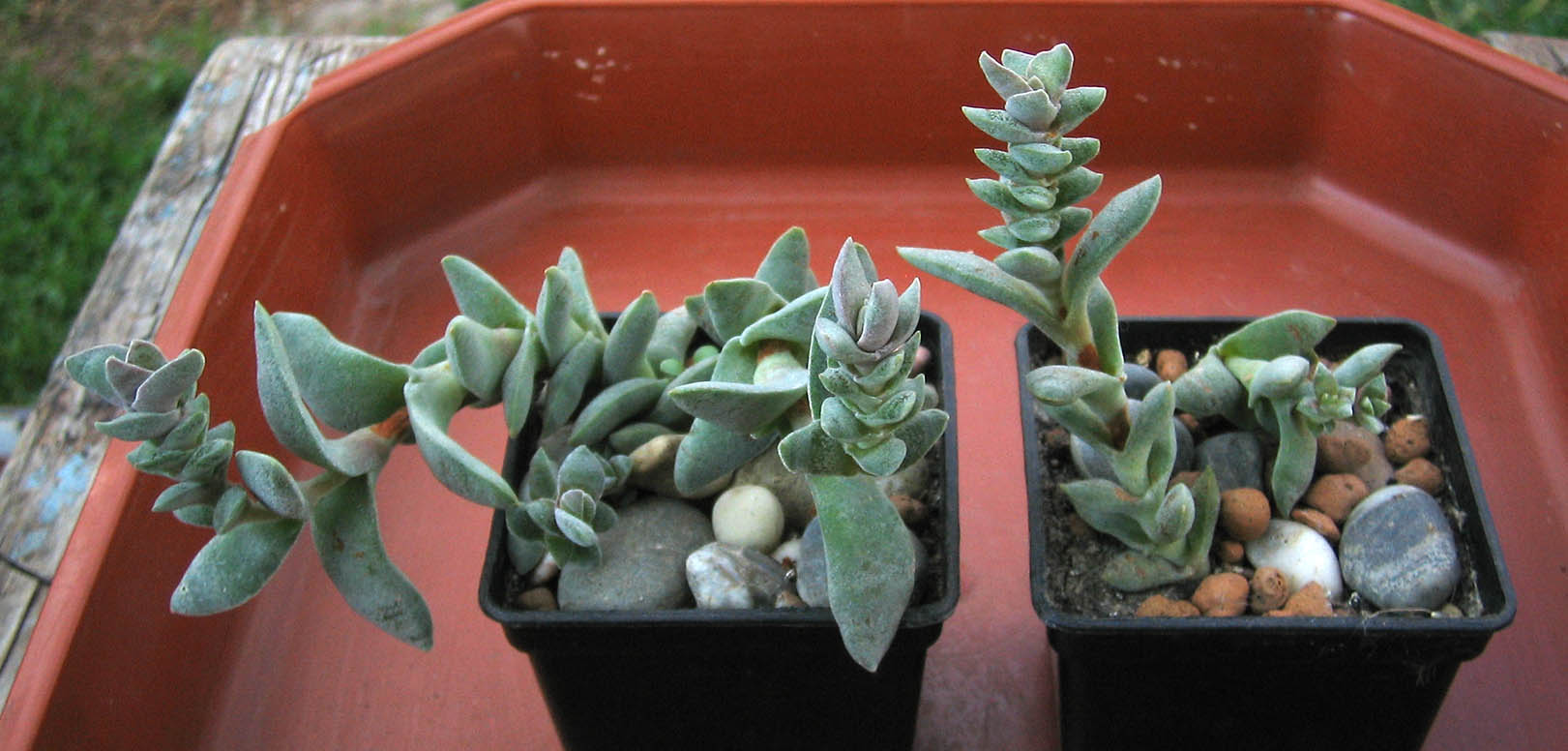 crassula_perfoliata_minor_june_2015.jpg