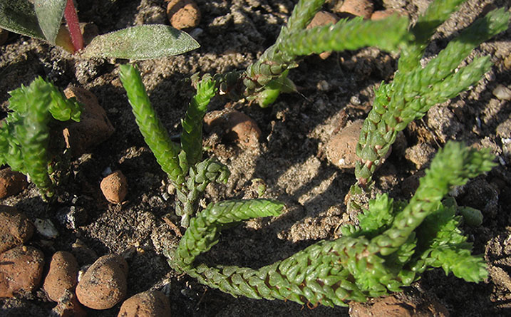 Crassula_lycopodioides_cristata_june_2015.jpg