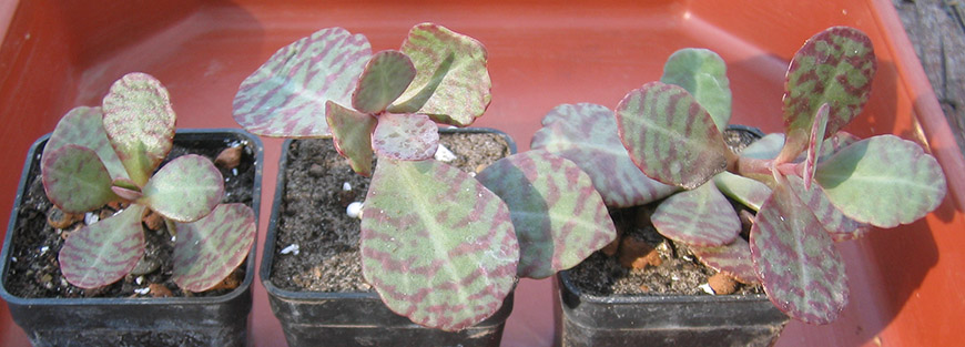 K_figueredoi_june_small_2015.jpg