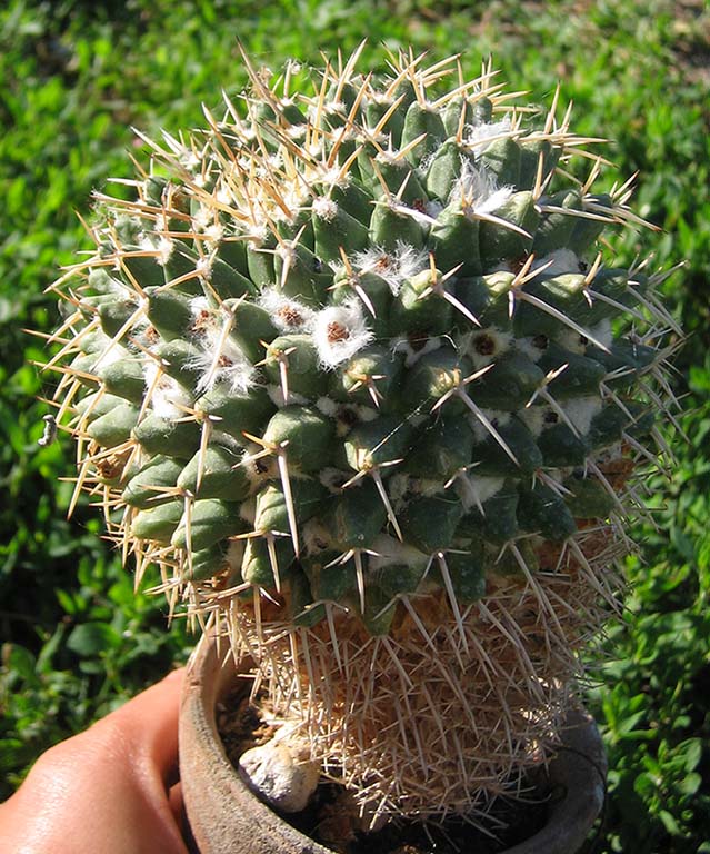 Mamka_june_2015.jpg