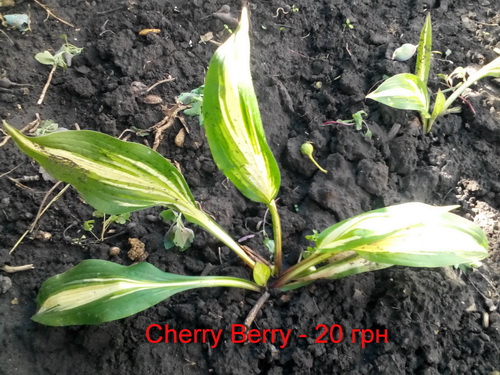 Хоста Cherry Berry 20.jpg