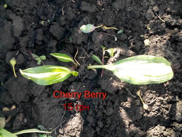Хоста Cherry Berry 15.jpg