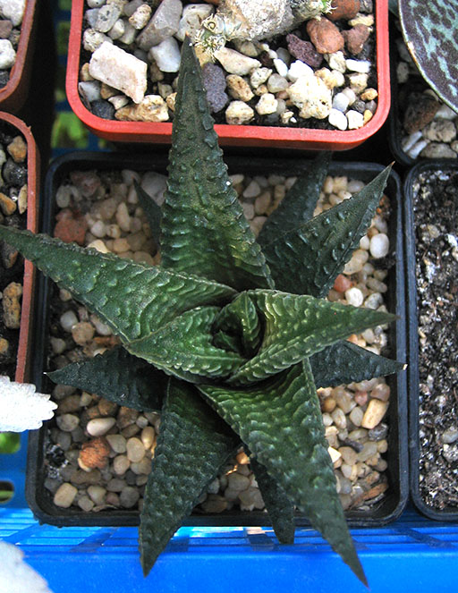 Haworthia_limifolia_june_2015.jpg