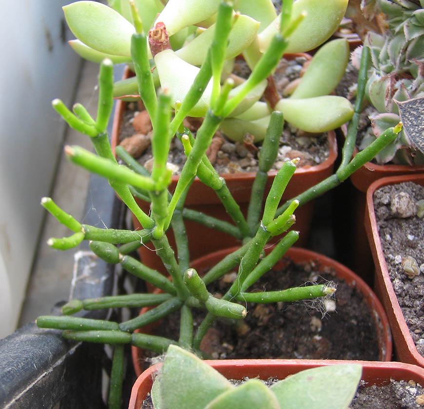 Rhipsalis_june_2015.jpg