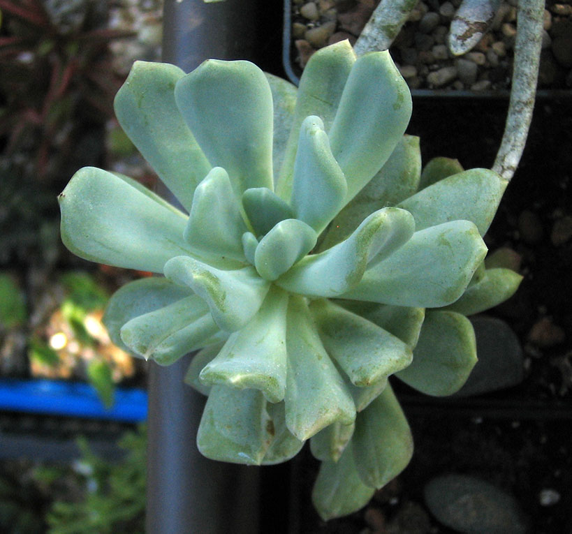 Echeveria_amoena_june_2015.jpg
