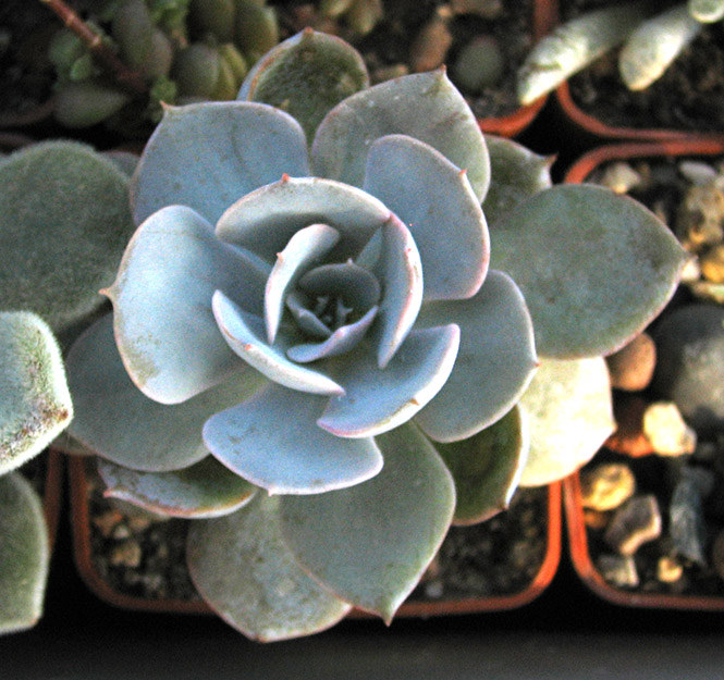 Echeveria_sp_june_2015.jpg