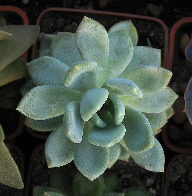 Echeveria_sp_1_june_2015.jpg