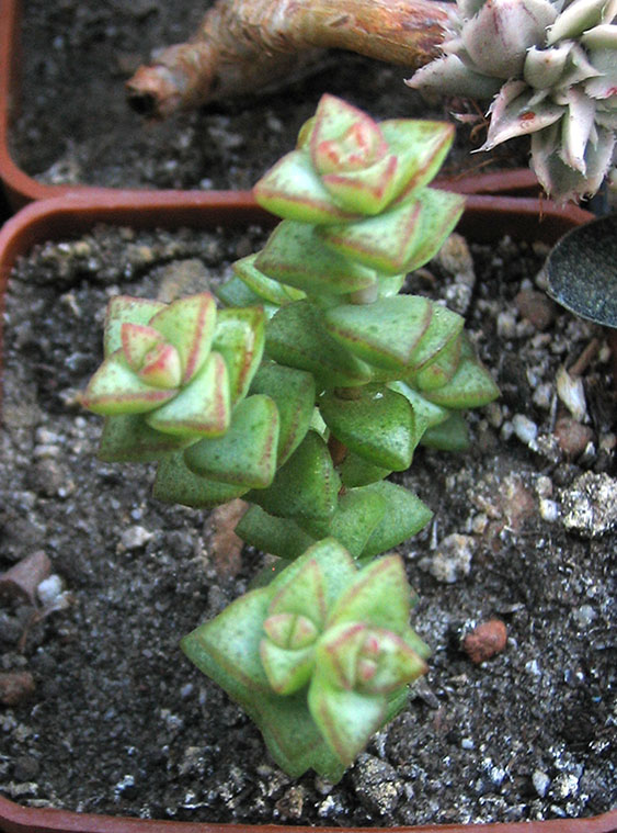Crassula rupestris_june_2015.jpg