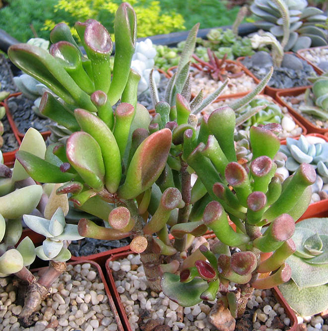 Crassula ovata cv_Hobbit_june_2015.jpg