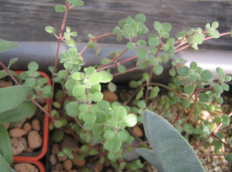 crassula_browniana_april_2015.jpg