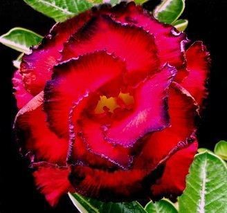Tr.amuring roze.jpg