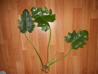 image_6.jpg