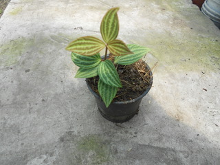 DSCN2689.jpg