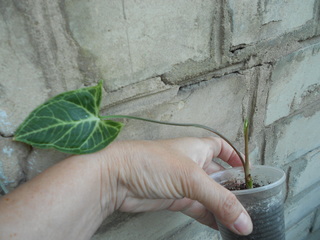 DSCN3028.jpg