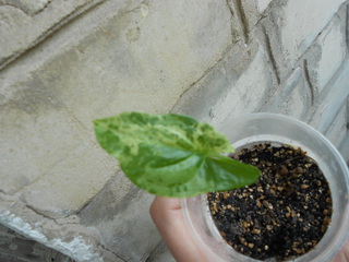 DSCN3021.jpg