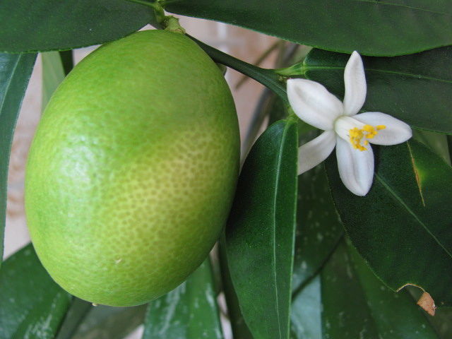 image1.jpeg