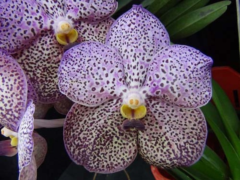 ascocenda-kulwadee-black-foto-3123-800x600.jpg