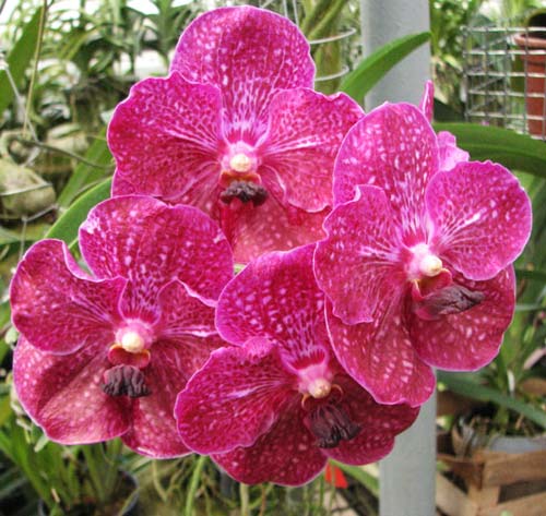 vanda-patcharee-delight-red-spot-foto-3356.jpg