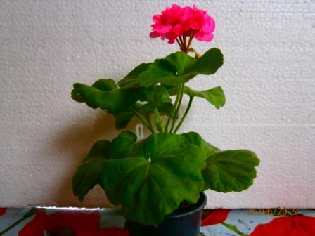 P6250754.JPG