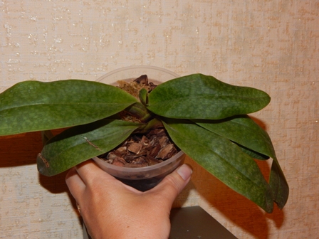 Paphiopedillum Deperle.jpg