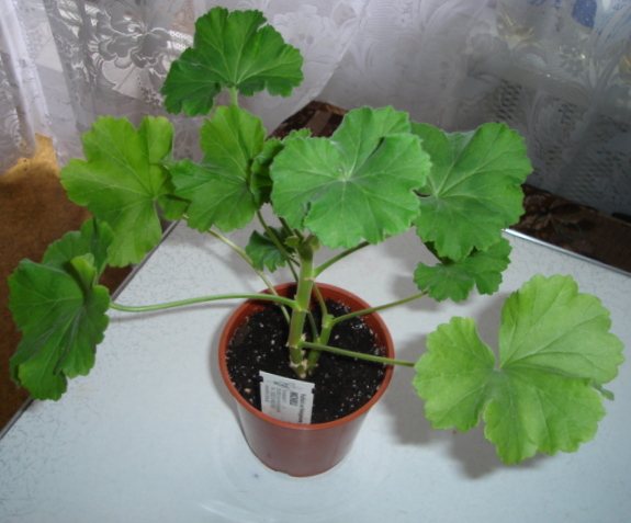 DSC00750.JPG