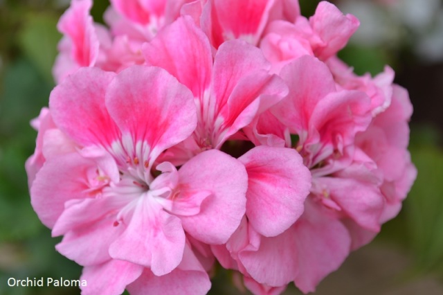 Orchid Paloma.jpg