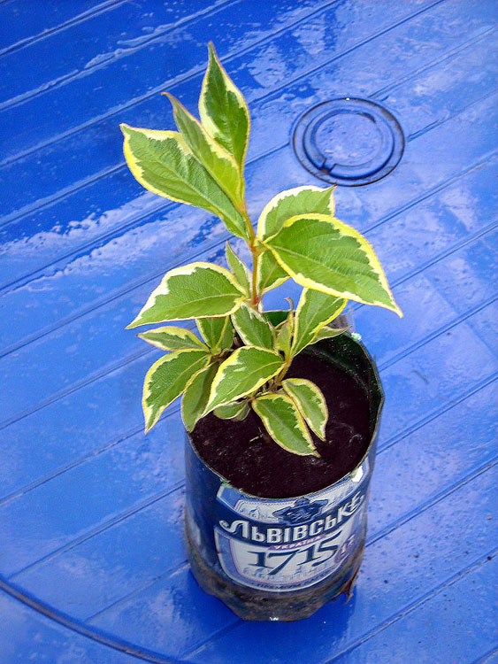 DSCN1961 copy.jpg