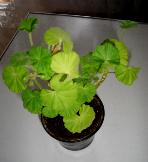 DSC00774.JPG