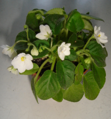 DSC00343.JPG