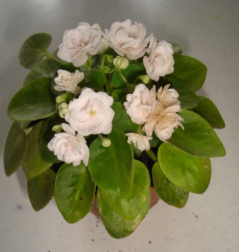 DSC00474.JPG