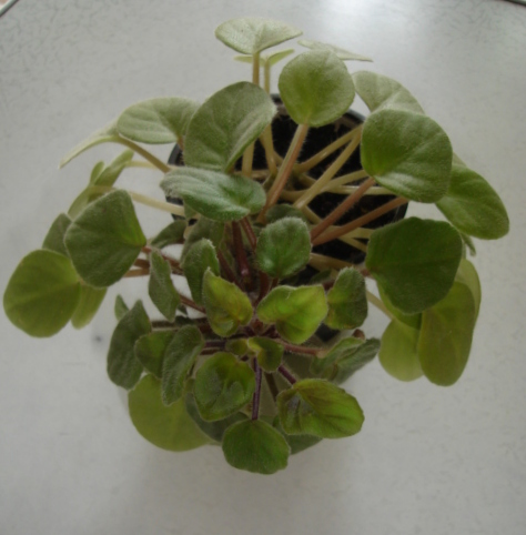DSC00800.JPG